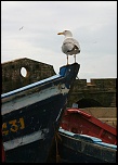 -img_8241.jpg