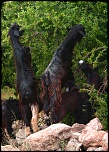 -img_8350.jpg