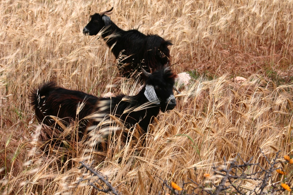 -img_8346.jpg