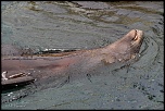 Je fais la planche 
 
Bassin du Centre Nausicaa 
Boulogne-sur-Mer, France, juin 2011