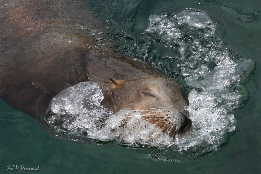 J'aime tellement a

Bassin Centre Nausicaa
Boulogne-sur-Mer, France, juin 2011