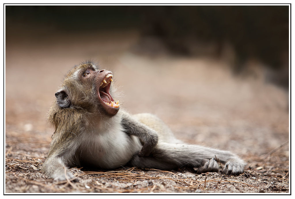 -macaque-20-.jpg