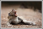 -macaque-20-.jpg
