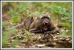 -macaque-21-.jpg