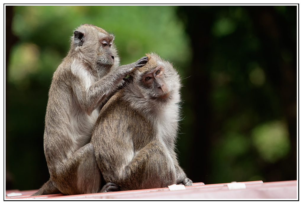 -macaque-26-.jpg