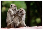 -macaque-26-.jpg