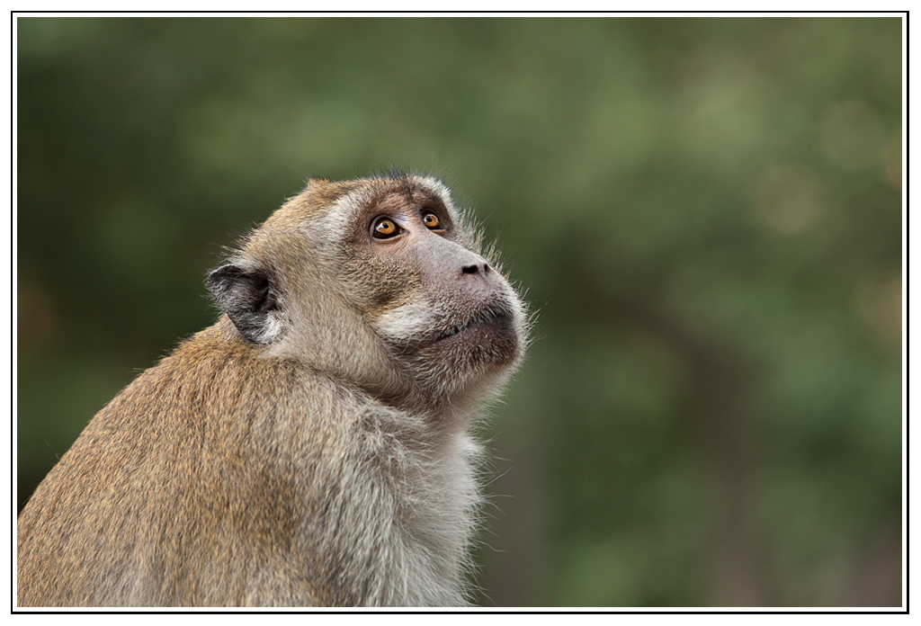 -macaque-23-.jpg