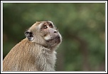 -macaque-23-.jpg