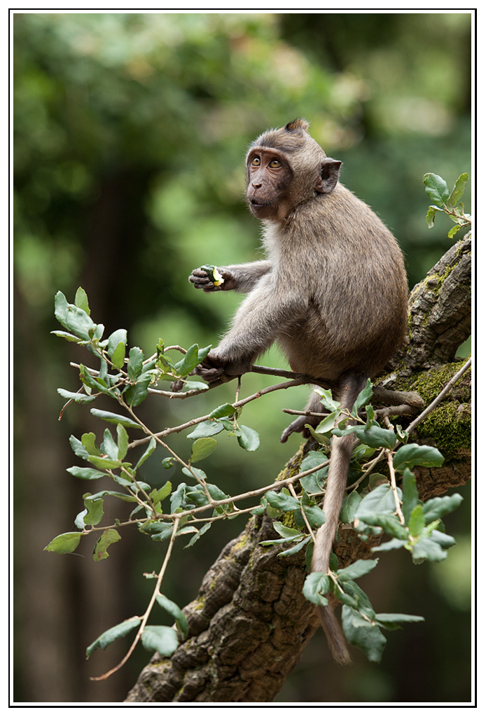 -macaque-22-.jpg