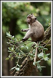 -macaque-22-.jpg