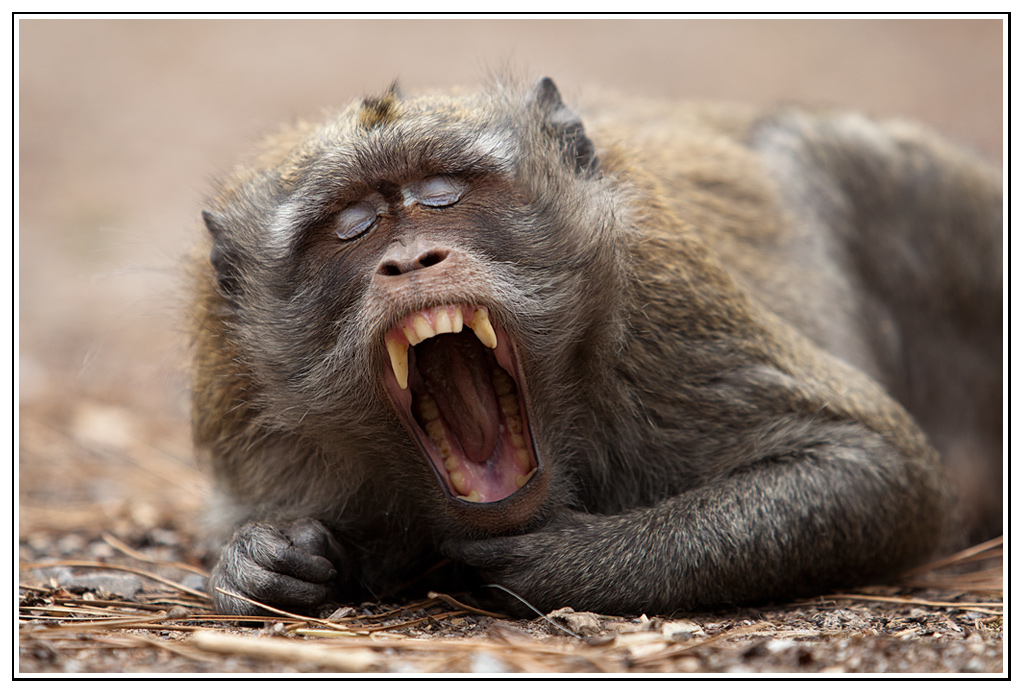 -macaque-19-.jpg