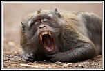 -macaque-19-.jpg