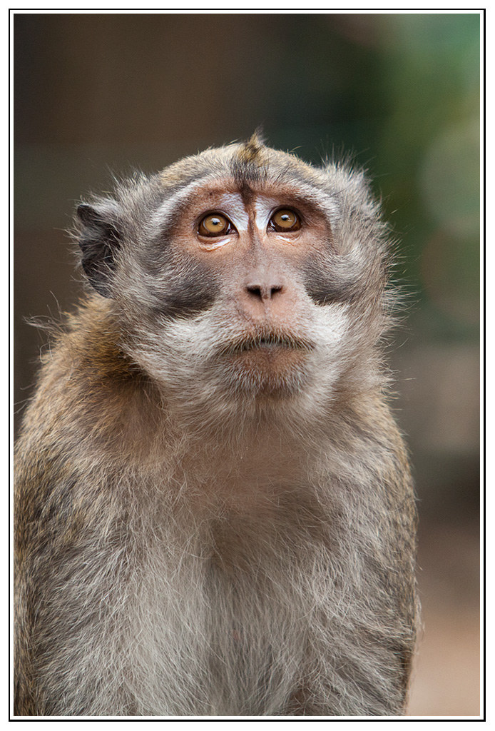 -macaque-18-.jpg