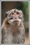 -macaque-18-.jpg