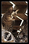 Retour ....-pipo-superstar02.jpg