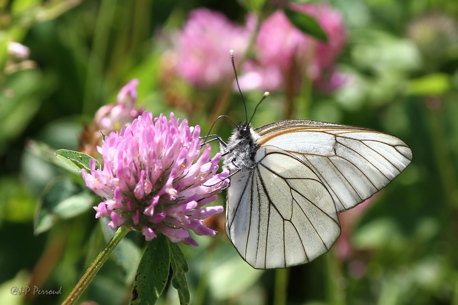 Papillon "Gaz"
Aporia crataegi