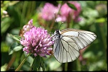 Papillon "Gaz" 
Aporia crataegi
