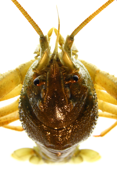 -mr-crawfish-web.jpg