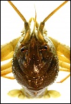 -mr-crawfish-web.jpg