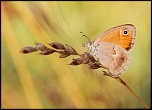 -img_7729.jpg