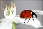 Diffuseur-img_5151c.jpg