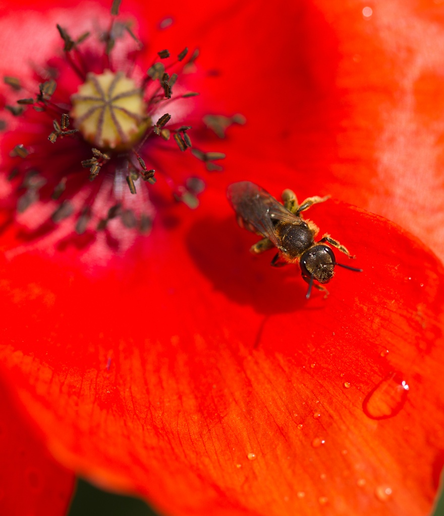 Diffuseur-img_7134a.jpg