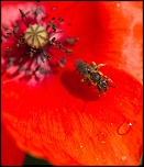 Diffuseur-img_7134a.jpg