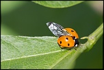Diffuseur-img_7117a.jpg
