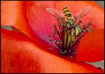 Diffuseur-img_6812a.jpg