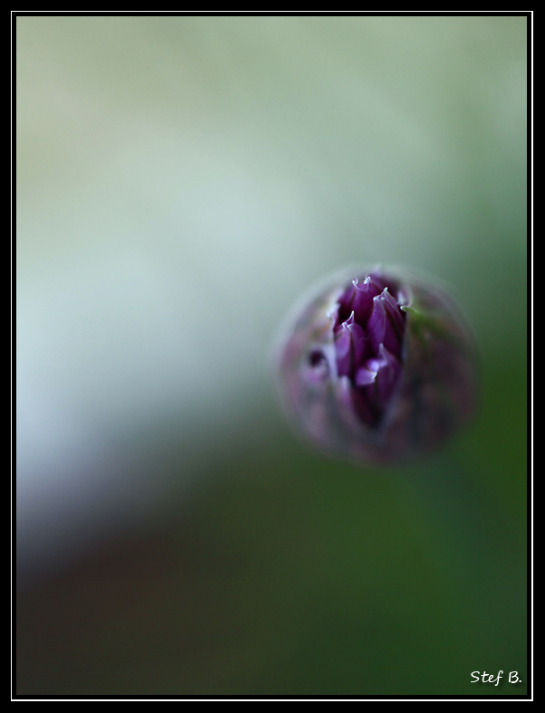 Une fleur de Ciboulette !