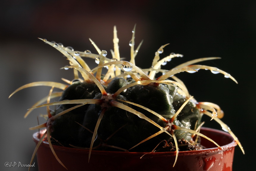 70-300 Sigma APO-cactus-0045.jpg