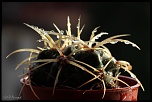 70-300 Sigma APO-cactus-0045.jpg