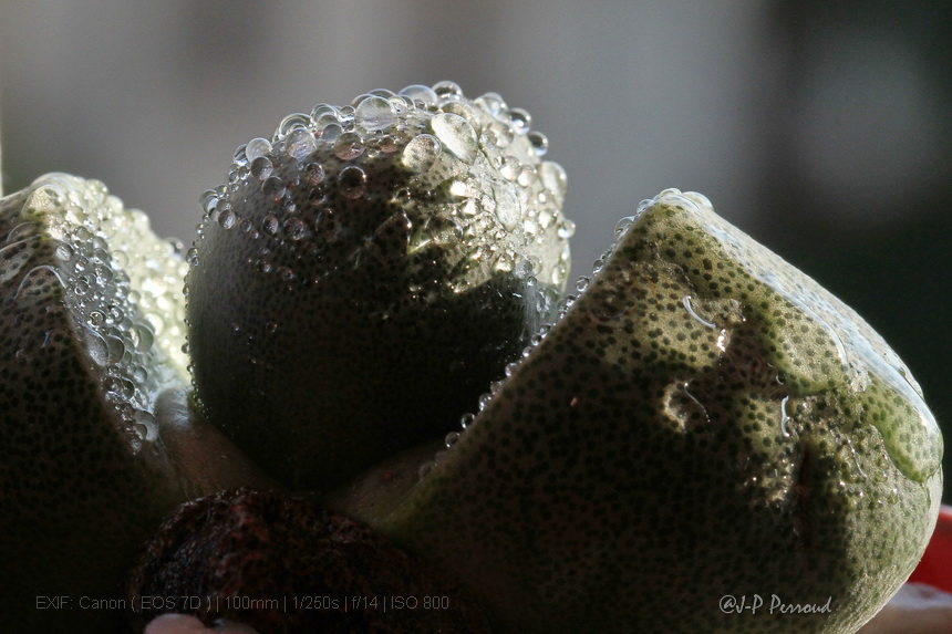70-300 Sigma APO-cactus-0046.jpg