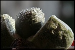70-300 Sigma APO-cactus-0046.jpg
