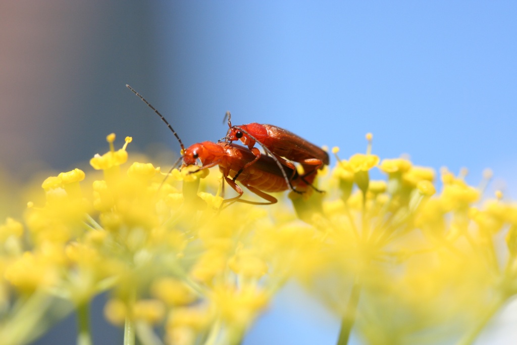 -couple-de-pyrochroa.jpg