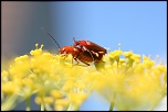 Macro