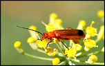 -pyrochroa.jpg