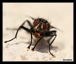 Mouche
