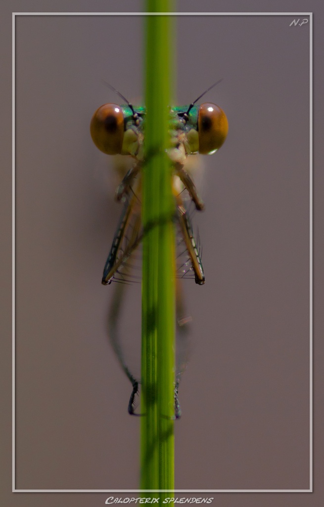 -calopterix-splendens.jpg