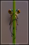 -calopterix-splendens.jpg