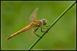 -sympetrum-strie.jpg