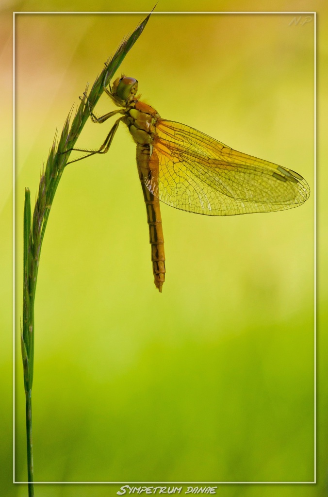 -sympetrum-danae.jpg
