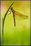 -sympetrum-danae.jpg