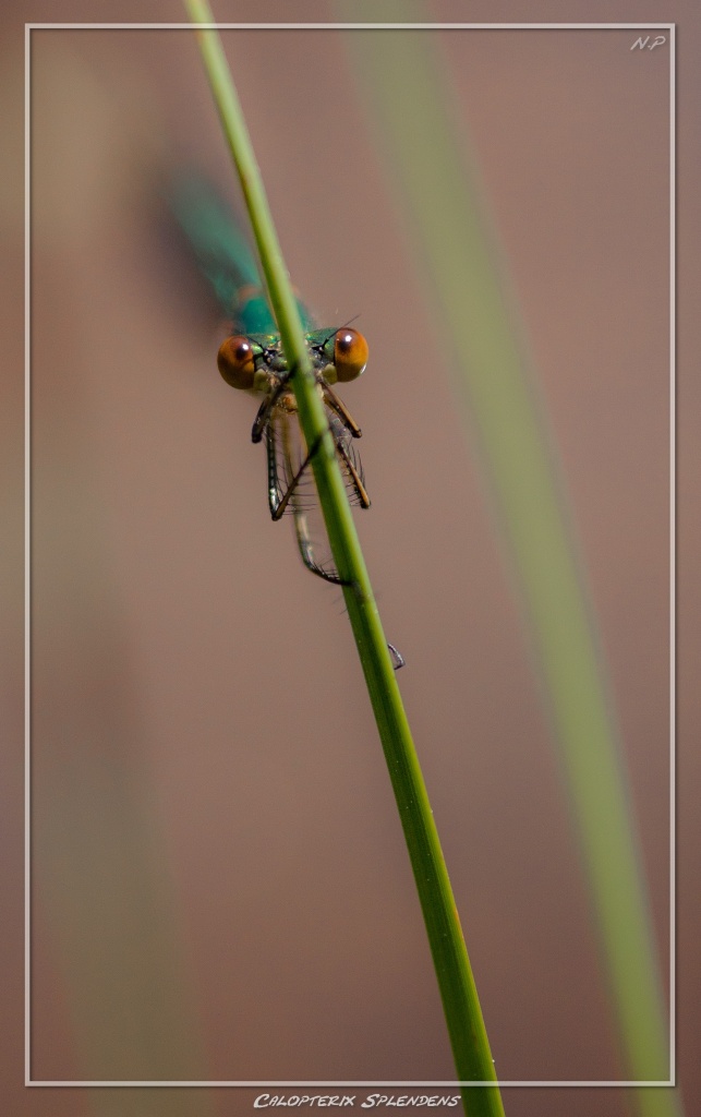 -calopterix-2.jpg