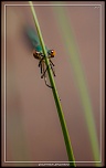 -calopterix-2.jpg