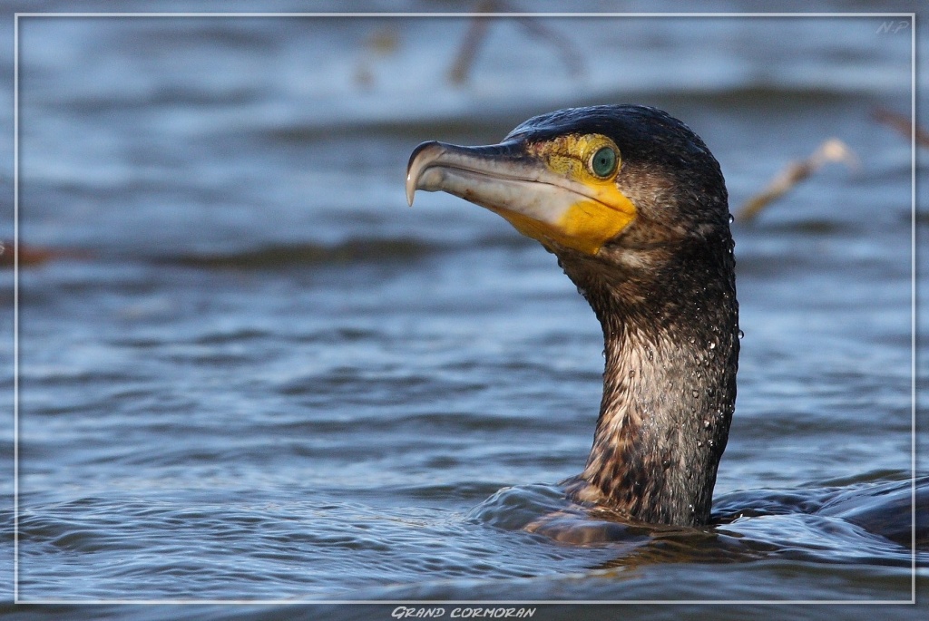 -grand-cormoran.jpg