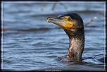-grand-cormoran.jpg