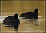 -foulque-macroule.jpg