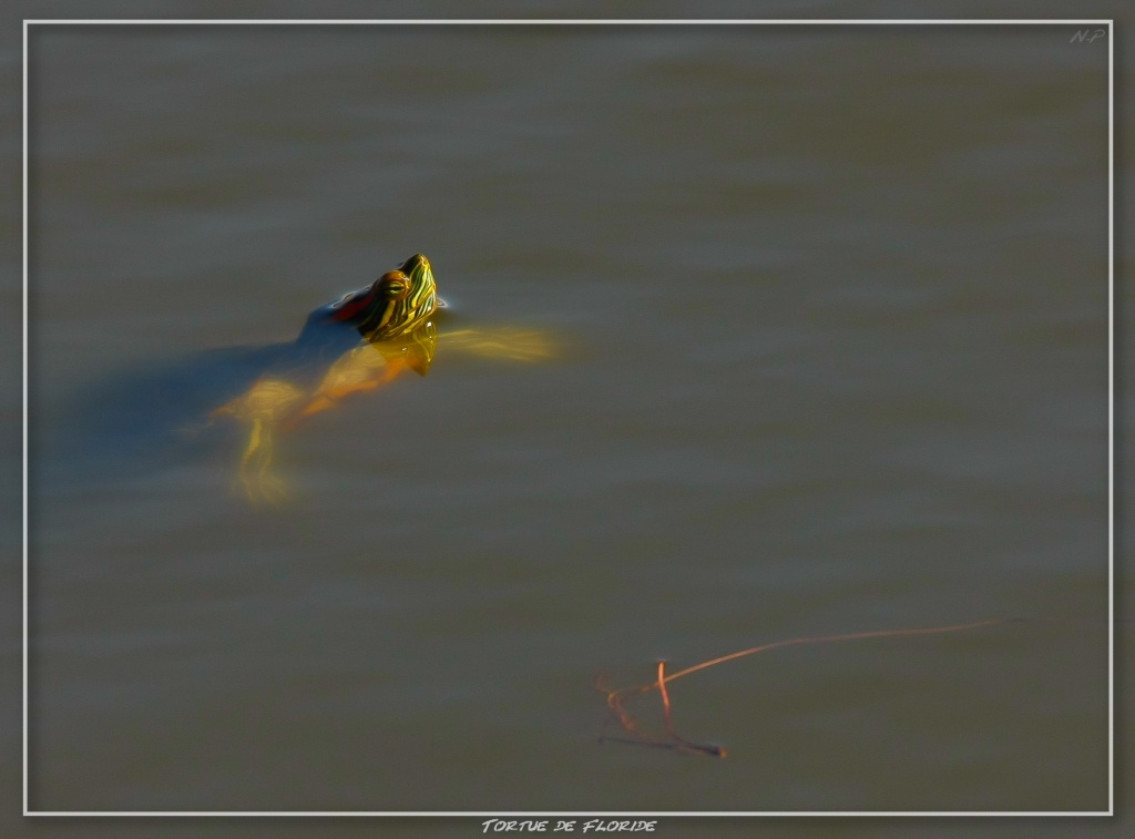 -tortue-de-floride.jpg