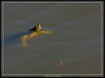 -tortue-de-floride.jpg